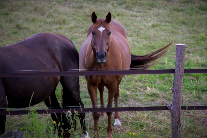 Ranch Fence Replacement in Sacramento, CA